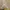Vintage Streetwear Short Pria tan photo 5