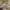 Vintage Streetwear Short Pria tan photo 2