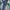 Carhartt Streetwear Casual pants Pria navy photo 1