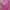 Nike Sportswear Jersey Wanita pink photo 3