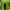 Adidas Sportswear Sneakers Pria Green Gray