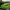 Adidas Sportswear Sneakers Pria Green Gray