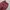 Stussy Streetwear Y2K Jeans Pria burgundy photo 1