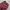 Stussy Streetwear Y2K Jeans Pria Burgundy