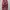 Stussy Streetwear Y2K Jeans Pria burgundy photo 5