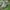 Nike Skater Sportswear Sneakers Pria white photo 1