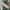 Lyle & Scott Casual Harrington jacket Pria cream photo 3