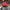 Casual Hat Pria red photo 4