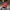 Casual Hat Pria red photo 1