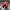 Casual Hat Pria red photo 3