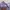MLB Casual Short Pria Purple