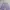 MLB Casual Short Pria purple photo 3