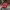Casual Hat Pria red photo 1