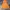 Feltics Vintage Hoody Pria orange photo 1