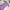 Fairy Casual Midi Dress Wanita Purple