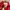 Starter Vintage Sportswear Bomber Jacket Pria White Red
