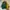 Starter Vintage Streetwear Bomber jacket Pria green khaki photo 1