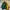 Starter Vintage Streetwear Bomber Jacket Pria Green Khaki