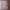Dickies Vintage Casual Casual pants Pria tan photo 4