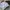 Dickies Vintage Casual Casual pants Pria tan photo 6