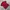 Casual Polo shirt Pria burgundy red photo 4