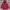 Sergio Tacchini Gorpcore Casual Puffer jacket Pria burgundy photo 2
