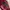 Mango Vintage Grunge Leather jacket Wanita burgundy red photo 2