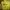 Outdoor Research Y2K Track Jacket Pria Yellow