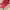 Stradivarius Casual Sneakers Wanita Red