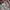 Giordano Vintage Casual Formal shirt Pria white red photo 3