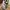 Crocs Streetwear Luxury Sandals & slide Pria khaki gray photo 1