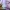 MLB Sportswear Sweatshirt Pria purple pink photo 3