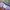 MLB Sportswear Sweatshirt Pria purple pink photo 2