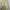 Carhartt Casual Parka Pria yellow photo 3