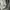 Dickies Casual Sweatshirt Pria gray photo 5