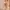 Japanese brand Coquette Evening dress Wanita green photo 3