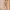 Japanese brand Coquette Evening dress Wanita green photo 1