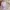 Japanese brand Coquette Evening dress Wanita green photo 5