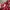 Levi's Vintage Streetwear Shirt Wanita red photo 4