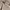 Polo Ralph Lauren Casual Polo shirt Pria tan cream photo 4