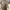 Vintage Trench Coat Wanita Brown