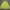 Adidas Sportswear Casual Jersey Wanita yellow photo 1