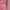 The North Face Gorpcore Sportswear Jersey Wanita pink photo 4