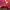 Pancoat Streetwear Suit Pria red photo 5