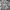 T Buc Streetwear Biker Windbreaker Pria gray photo 5