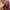 Tory Burch Minimalist Clutch Wanita burgundy photo 8