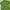 Giordano Casual Kemeja Kids green photo 1