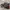 VANS Skater Sneakers Pria red gray photo 4