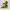 Nike Streetwear Casual Sneakers Wanita yellow photo 3
