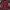 Champion Casual Hoody Pria burgundy photo 1